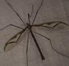 Pedicia rivosa